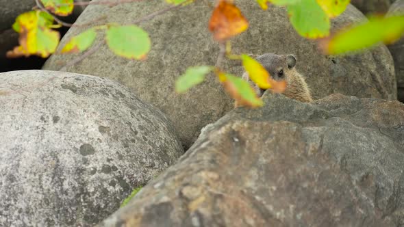 A Ground Hog Sitting In Between Large Rocks 1