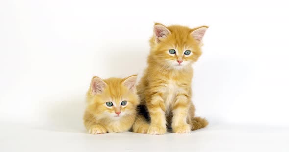 Cream Blotched Tabby Maine Coon Domestic Cat, Kittens against White Background, alt