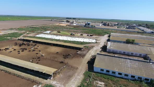 Aerial Shot of Cowshed with Cattle and Silo Storage with Bulldozers in Summer 