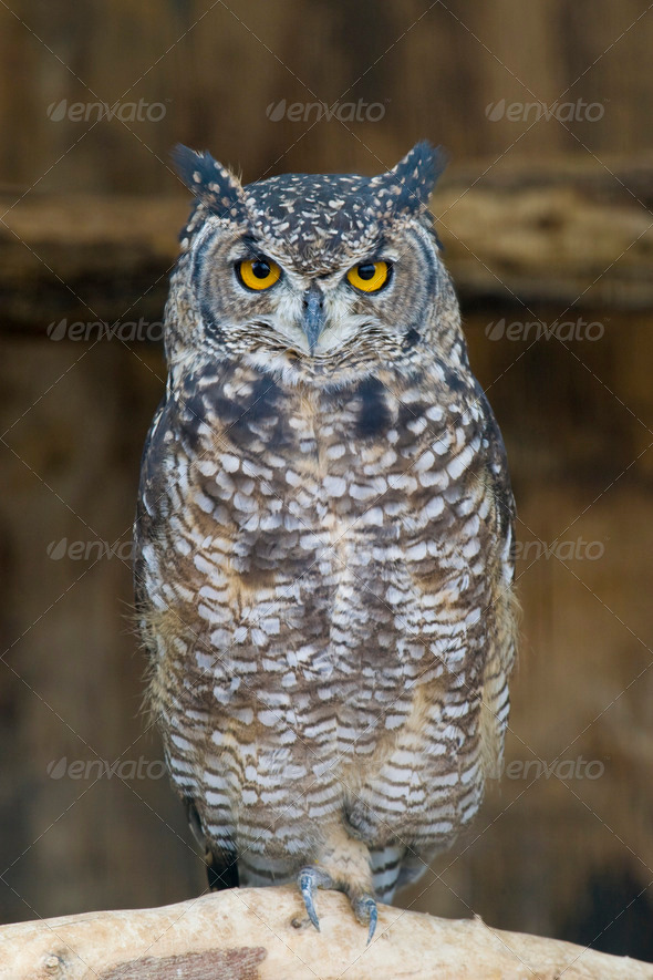 Spotted Eagle Owl Portrait