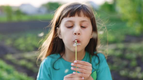 Young Girl Blowing on the Ripened Dandelion in the Evening Against the Background of The Sunset Sun