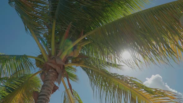 Caribbean Palm Trees Swaying In The Wind With Bright Sun