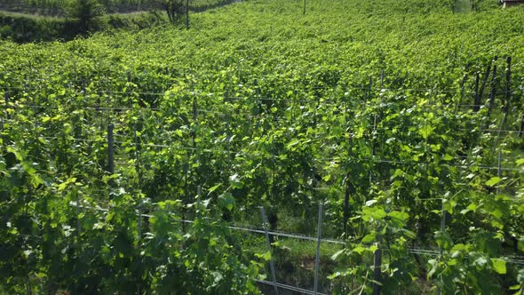 Vineyards farming cultivation, wine production in countryside in Barolo, Langhe alt