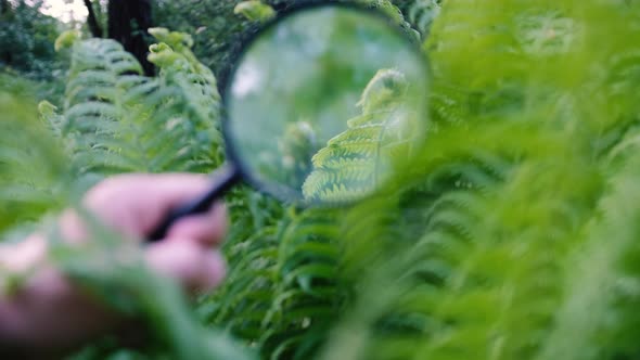 The Biologist's Male Hand Uses a Magnifying Glass to See the Details of Flora and Fauna in a Forest alt