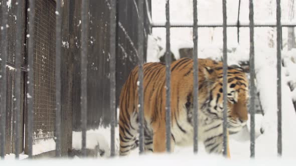 Amur Tiger Walks Into Cage In A Zoo alt