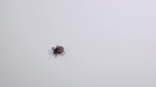 Handicaped Tick with Only 7 Legs Walking on a White Background alt