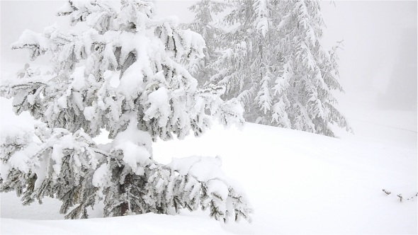 Tree Covered With Snow