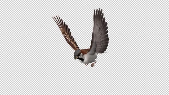 Sparrow Bird - Flying Loop - Side Angle CU - Alpha Channel