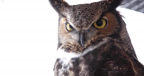 Close up great horned owl on white background alt