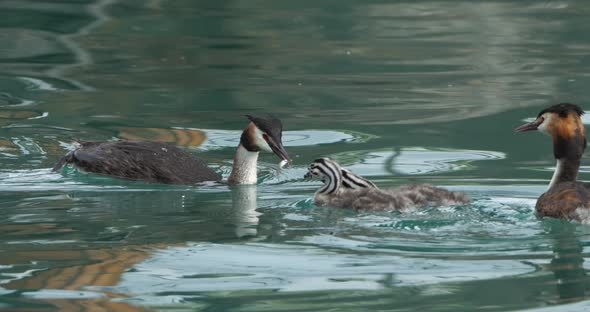 Great crested grebe with juveniles, (Podiceps cristatus), lake of Annecy, France alt