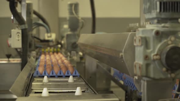 0012   Máquina Organizadora De Ovos alt