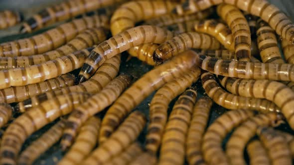 Zophobas Morio Worms by Pressmaster | VideoHive