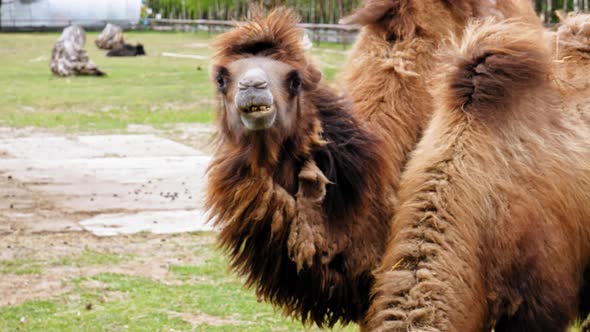 Close Up Portrait Of Bactrian Camel (Camelus Bactrianus) At The Wildlife Zoo Park. Slow Motion alt