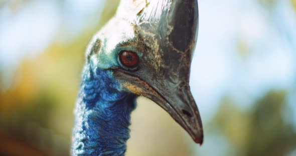 Close up of Southern Cassowary, the largest flightless bird. BMPCC 4K alt