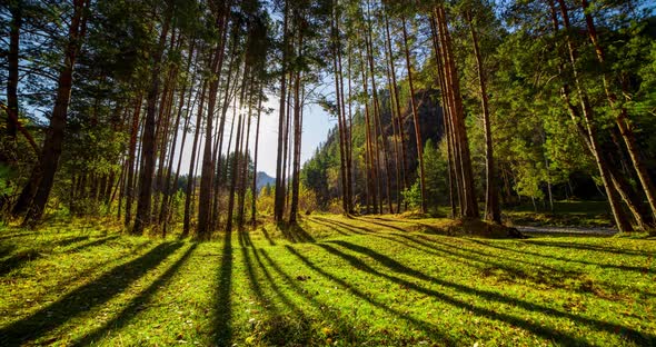 Mountain Evergreen Pine Tree Forest Time Lapse at the Summer or Autumn Time alt
