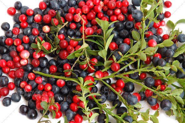 Bilberries and cranberries - Stock Photo - Images