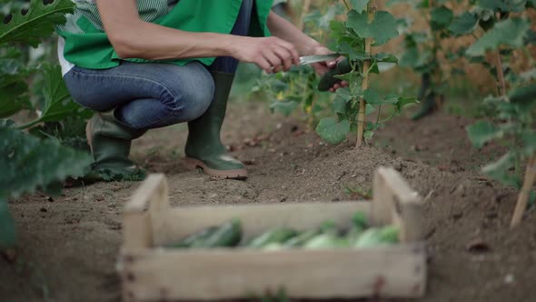 Woman picking cucumbers in the vegetable garden alt