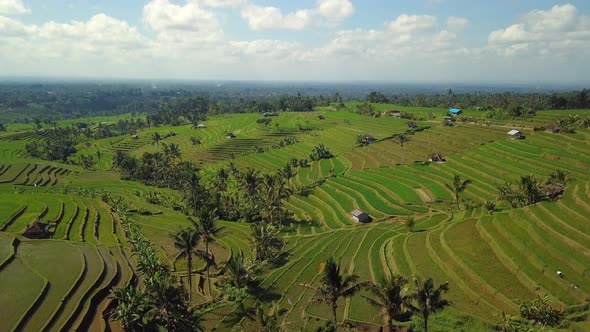 FPV Drone view over tropical nature rice fields alt