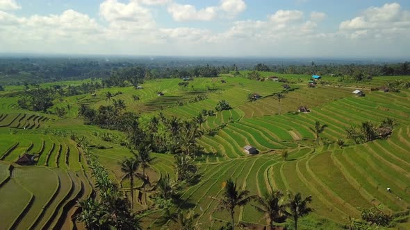 FPV Drone view over tropical nature rice fields