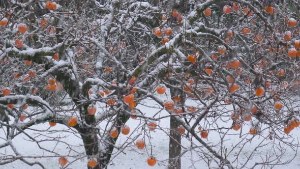 Flock Starling Winter Snow Kaki Tree 