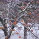 Flock Starling Winter Snow Kaki Tree  - VideoHive Item for Sale