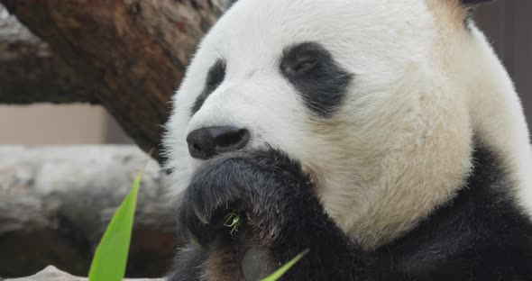 Giant Panda Ailuropoda Melanoleuca Also Known As the Panda Bear alt