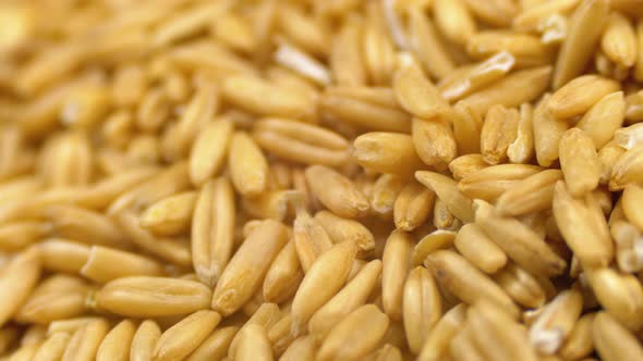 Grains of Raw Oat Groats Rotate Close-up alt