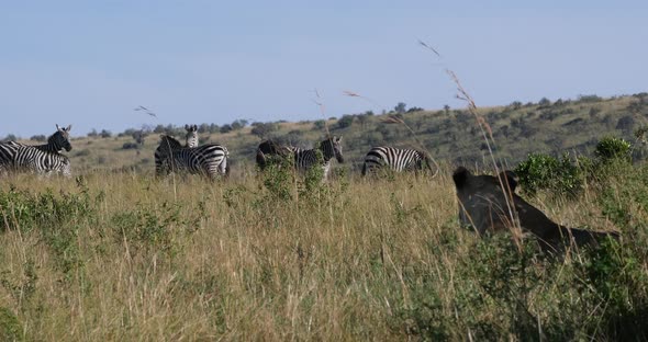 African Lion, panthera leo, Female hunting, Herd of Burchell Zebras, Tsavo Park in Kenya alt