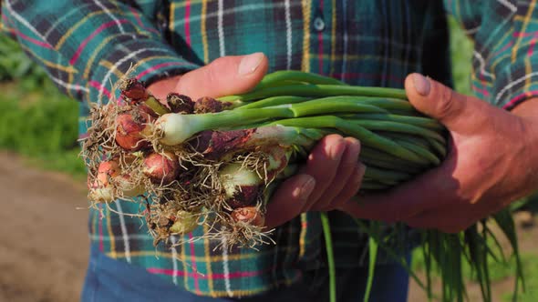 Close Up Farmer Man Hands Holding Bunch Onions in Garden alt