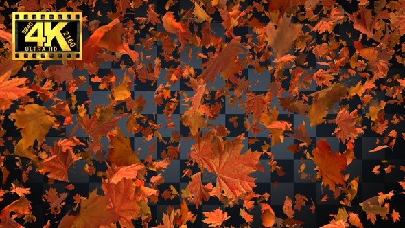 [4K]03-Maple Leaves Falling Many
