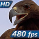 Saker Falcon Head  - VideoHive Item for Sale