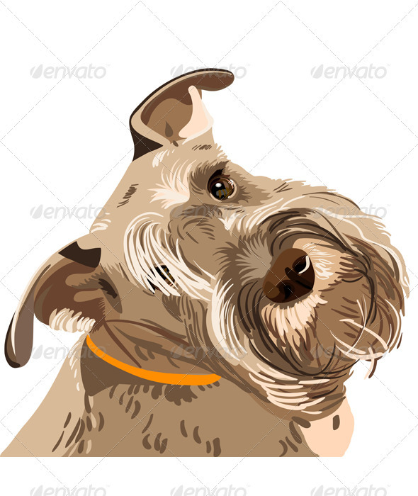 Vector breed Miniature Schnauzer dog closeup