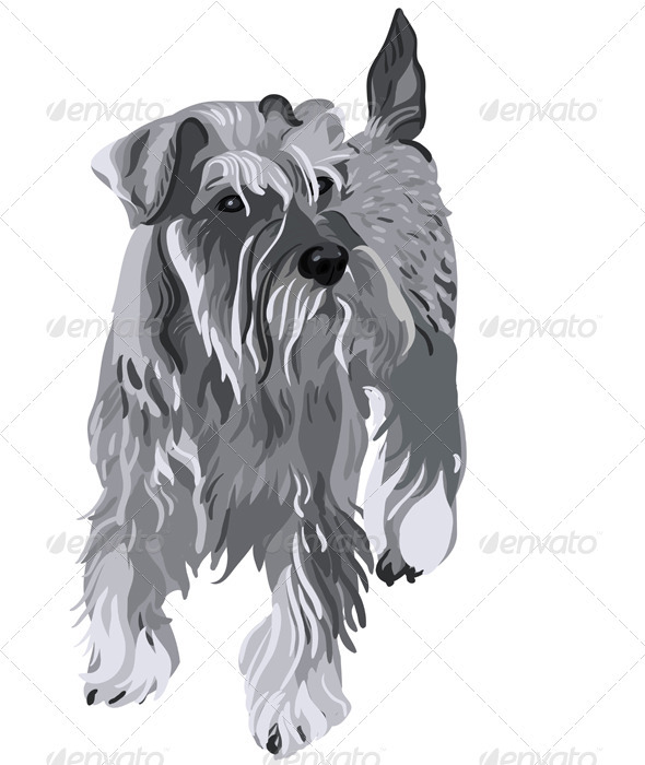 Vector Miniature Schnauzer do