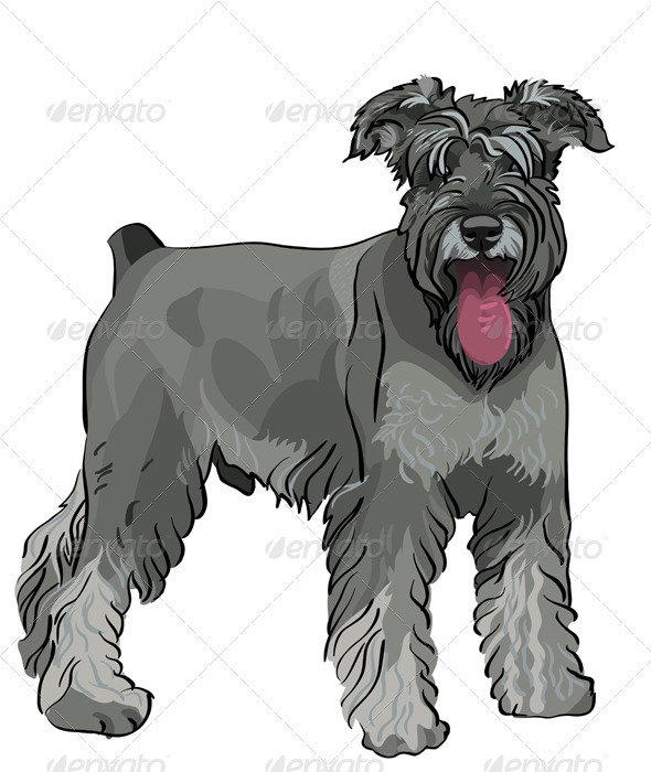 Vector Miniature Schnauzer dog with his tongue han