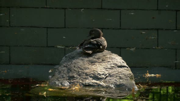 Duck standing on a rock alt