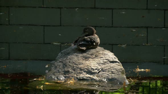 Duck standing on a rock