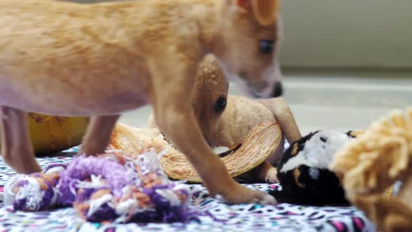 Puppy with Lovely Big Eyes and Ears Gnaws Large Dry Pumpkin alt