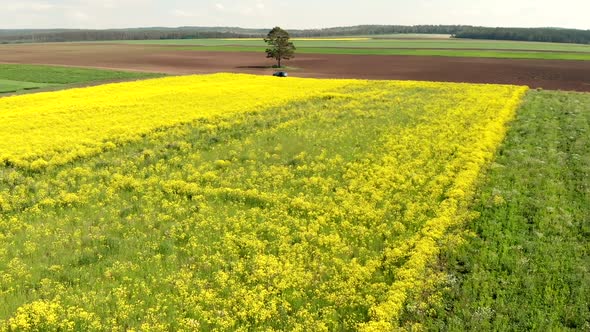 Drone Flies Low Over Yellow Rapeseed Field with Single Tree on Background
