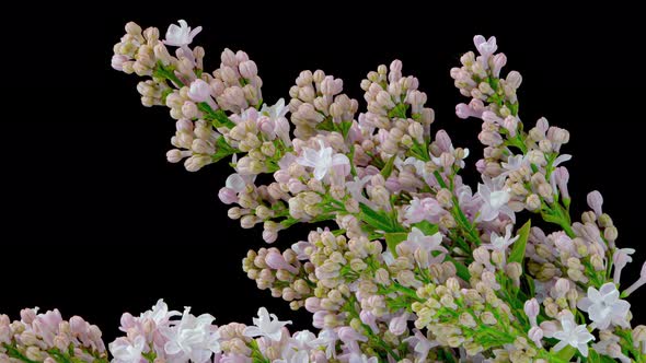 Time Lapse of Lilac Blooming
