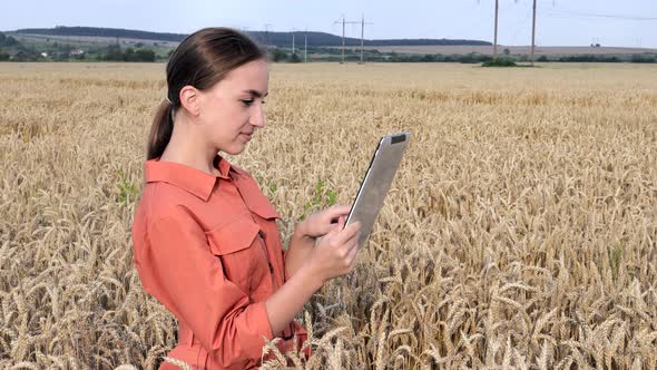 Caucasian Agronomist checking the field of cereals and sends data to the cloud from the tablet alt