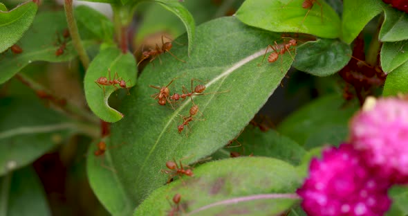 Group Of Red Ant On Leaf And Flower