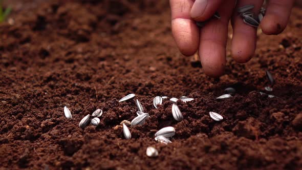 Sowing the seeds.