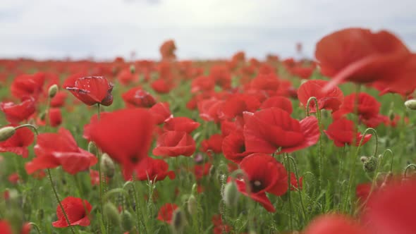 Camera Moves Between Red Poppies Flowers in an Endless Field alt