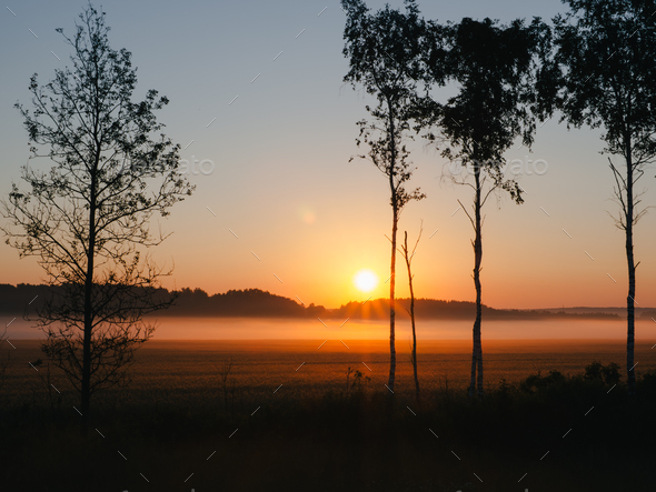 Golden sunrise illuminating misty field with silhouette of trees Stock ...