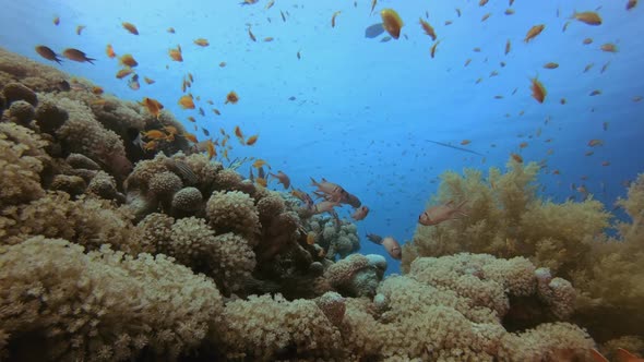 Sea Tropical Life alt