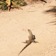 Lizard - VideoHive Item for Sale