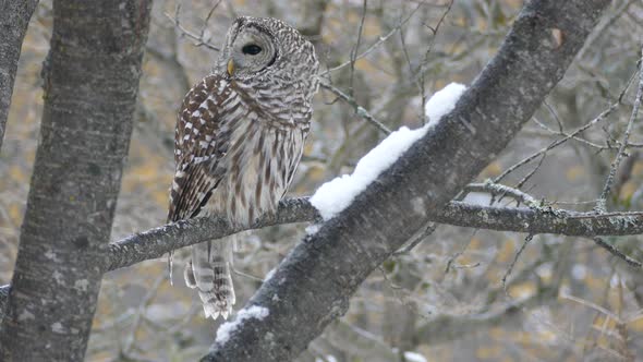 Spectacular barred owl bird shaking off tiny droplets in wild winter of Canada alt