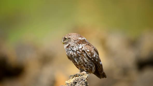 The little owl is on the stone on a beautiful background