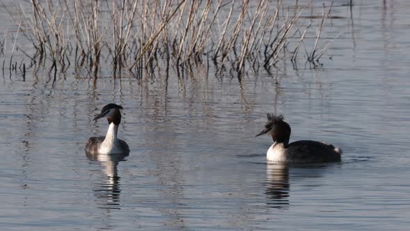 Great Crested Grebes Water Birds Mating Pair On Water Slow In Reeds Motion