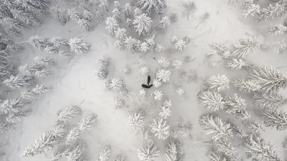 high drone footage of two elks in snowy forest alt